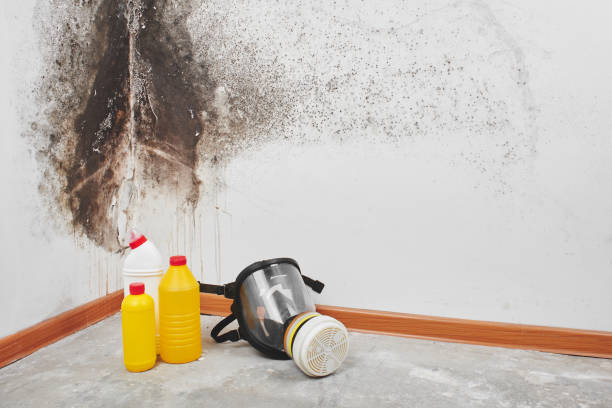 Crawl Space Mold Removal in Auburn, ME