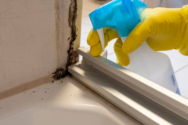 Best Attic Mold Removal  in Auburn, ME