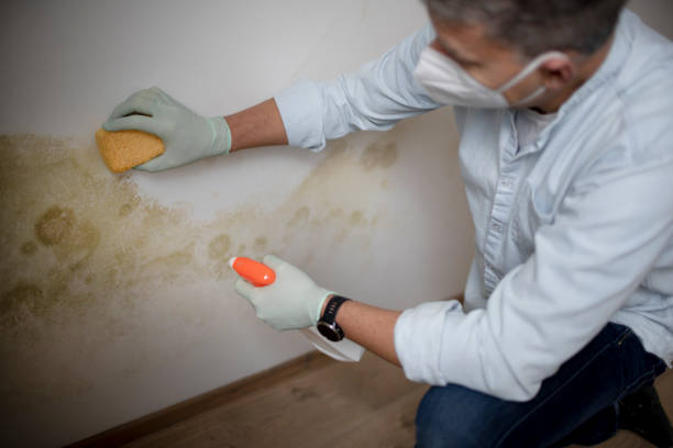 Professional Mold Removal in Auburn, ME