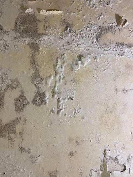 Best Local Mold Removal Service  in Auburn, ME
