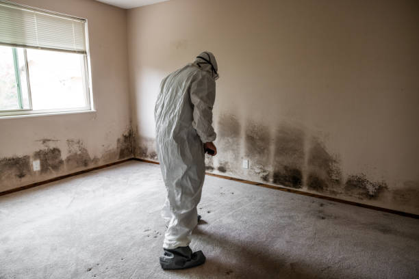 Home Mold Removal in Auburn, ME