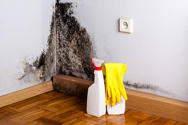 Best Black Mold Removal  in Auburn, ME