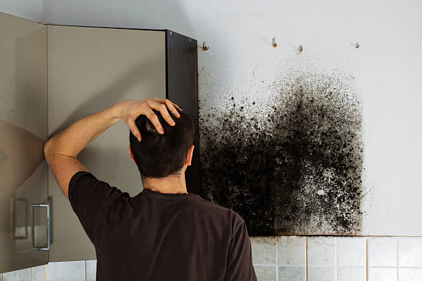Best Office Mold Removal Services  in Auburn, ME