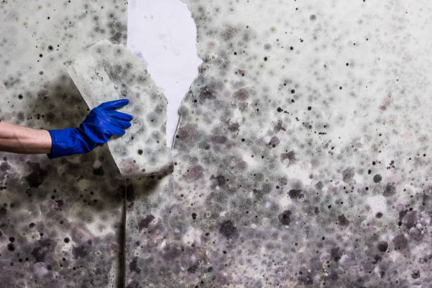 Best Toxic Mold Removal  in Auburn, ME